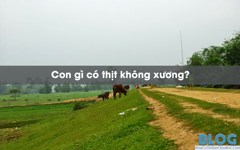 con-gi-co-thit-khong-xuong